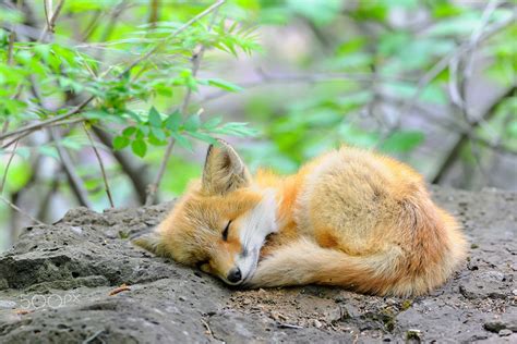 27 Baby Foxes That Are Too Cute To Be True Bored Panda