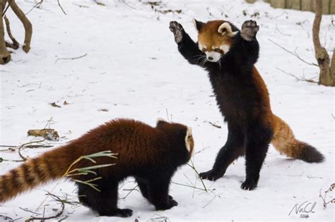 Red Male Pandas Fight Pandas Playing Red Panda Panda Puppy