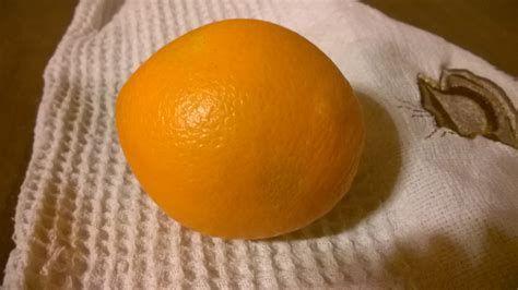 Pomarańcza Navelina citrus sinensis - galeria zdjęć