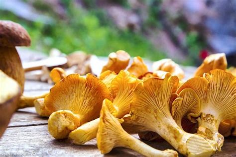 20 Champignons Comestibles La Liste Complète Pour Les Identifier