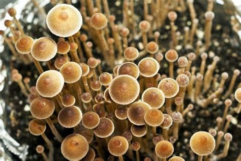 The Quest For The Rarest And Most Potent Magic Mushroom