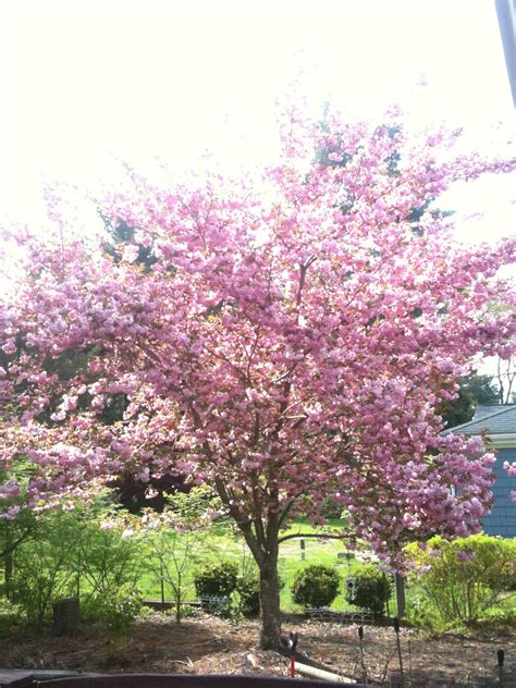 Kwanzan Cherry Tree This Beauty Never Fails Every Spring Front Yard Landscaping Design