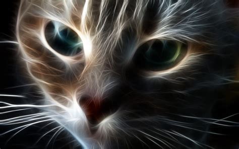 Scary Cat Wallpapers Top Free Scary Cat Backgrounds Wallpaperaccess