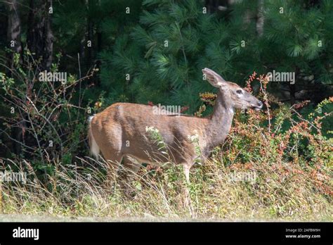 White Tailed Deer Odocoileus Virginianus Acadia National Park Maine