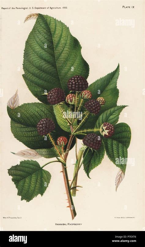 Hannibal Raspberry Rubus Idaeus Chromolithograph By Hoen After A