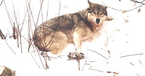 White Wolf Idaho To Allow Wolf Trapping Beginning November 15