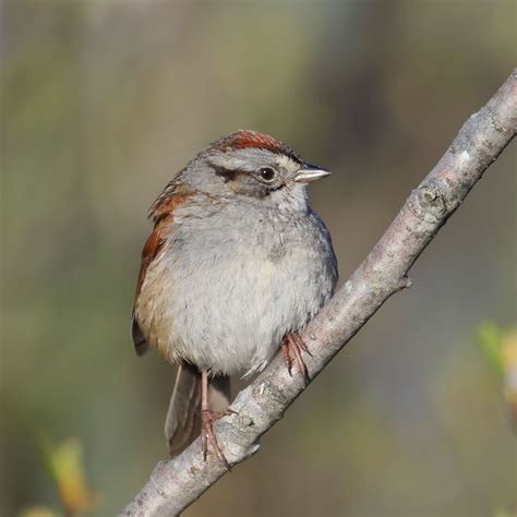 Swamp Sparrow List Of Birds Sparrow Swamp