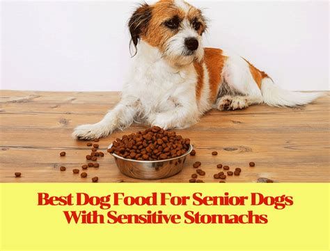 Best Dog Food For Senior Dogs With Sensitive Stomachs Flag Staff Boudoir