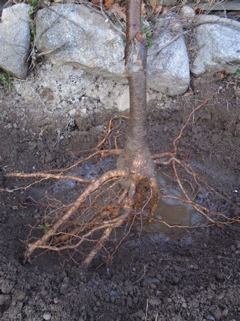 Planting Bare Root Cherry Trees Lindy Sinclair