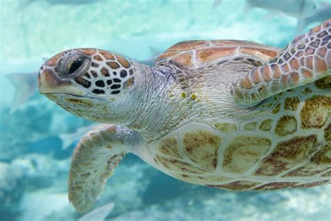Sea Turtles Wild Animals News And Facts By World Animal