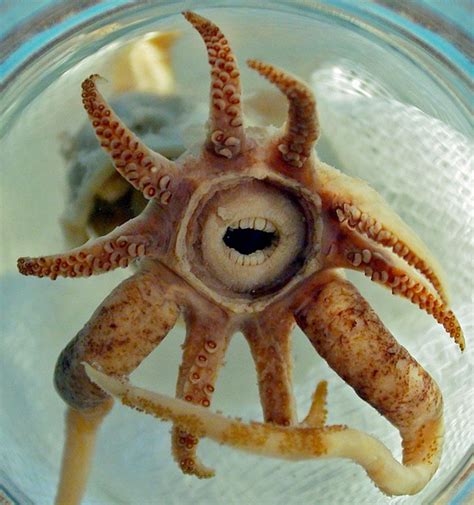 Promachoteuthis Sulcus Squid With Human Like Teeth Weird Looking