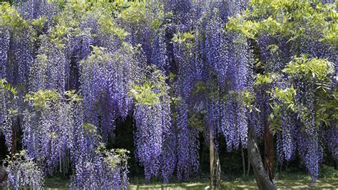 Vine with purple flowers arizona. hanging vine flower images | ... japan flowers hanging ...