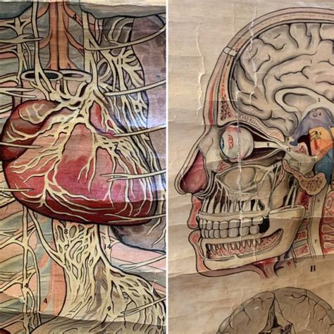Vintage Antique Anatomical Vertebrae Wall Chart Picclick Uk Sexiz Pix