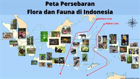 Presentasi Peta Persebaran Flora Dan Fauna Di Indonesia Dilengkapi