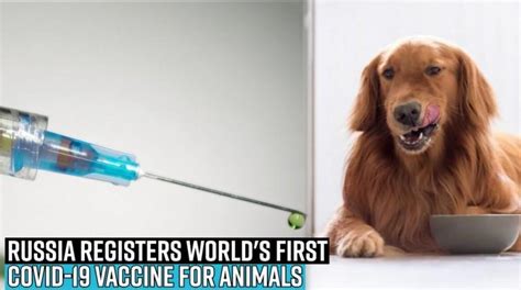 Who can be vaccinated now. Russia registers world's first Covid-19 vaccine for ...