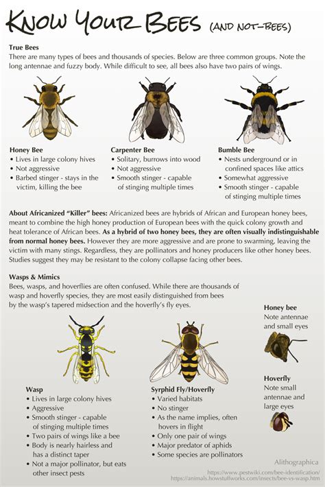 Science Fact Friday Know Your Bees By Alithographica On Deviantart