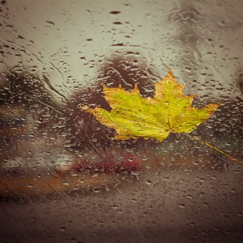Fallen Yellow Leaf And Rain Drops Stock Photo Image Of Silhouette