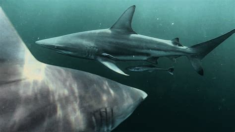 Blacktip Sharks Facts And Photographs Seaunseen
