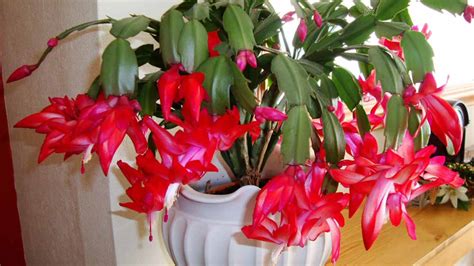 They burst into bloom during the holidays and add garden color indoors or out. Plants and flowers for Christmas — Saturday Magazine — The ...
