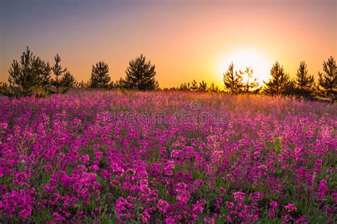 Summer Landscape With Purple Flowers On A Meadow And Sunset Stock Photo