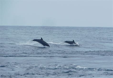 Indo Pacific Bottlenose Dolphin Tursiops Aduncus Bali Wildlife