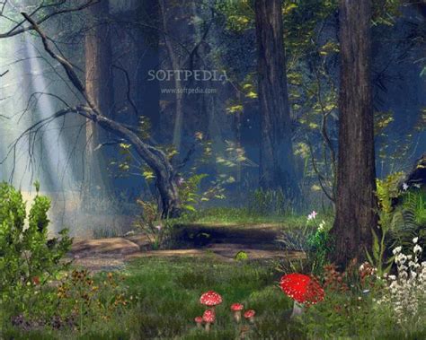 Free Download Enchanted Forest Wallpapers Wide Desktop Background