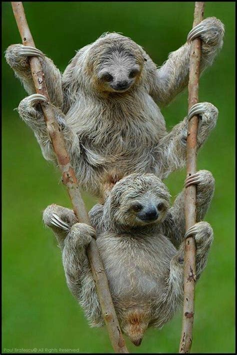 Just Two Sloths Enjoying Their Trees Dieren Schattigste Dieren