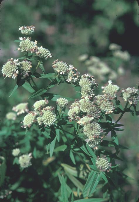 Pycnanthemum Virginianum Virginia Mountain Mint Go Botany