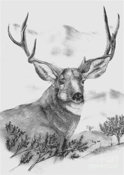 Mule Deer Buck Drawing By Russ Smith