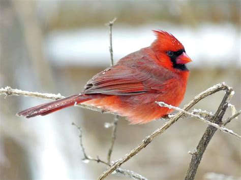 Northern Cardinal Male In Winter Photograph By Lyuba Filatova