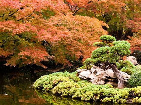 Cada Vez Más Enamorado De Los Jardines Japoneses Jardin Japones