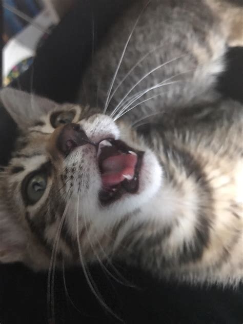 Roar This Is My New Kitten Rcats