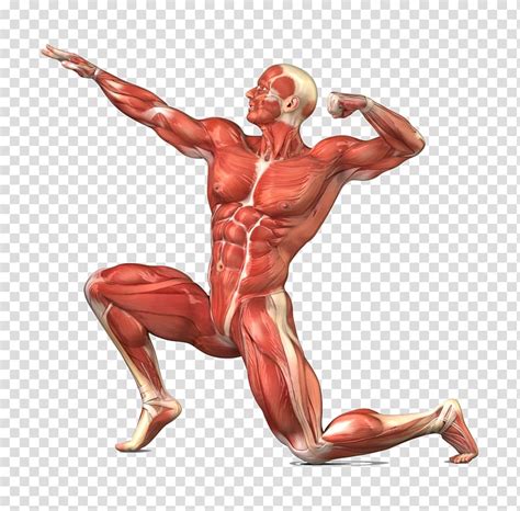Man With Muscle Illustration Muscular System Skeletal Muscle Human