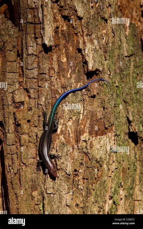 Southeastern Five Lined Skink Hi Res Stock Photography And Images Alamy