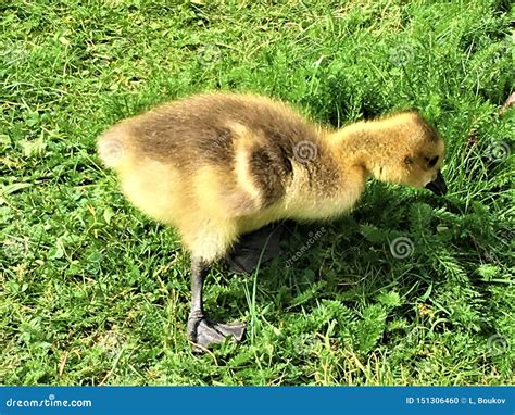 Yellow Fuzzy Duckling Searching For A Food Stock Photo Image Of