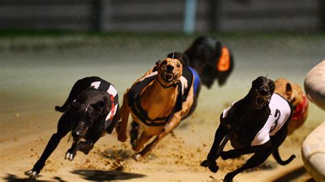Racing And Sports A Sporty Guide To Understanding Greyhound Racing And Its