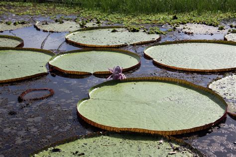 Giant Lily Pads Along The Amazon River Smithsonian Photo Contest