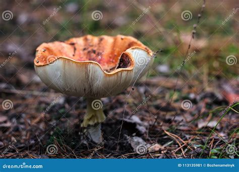 Poisonous Mushrooms Fungus Toadstools In The Forest Bright Red Mushroom