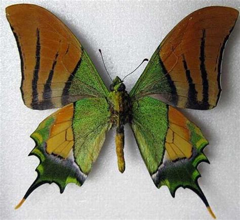 23 Stunningly Beautiful And Rare Butterflies
