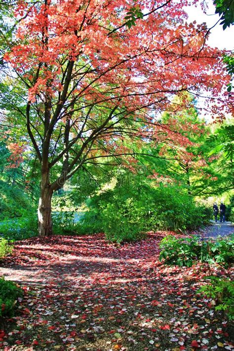 Colorful Leaves At Autumn Vandusen Botanical Garden Vancouver