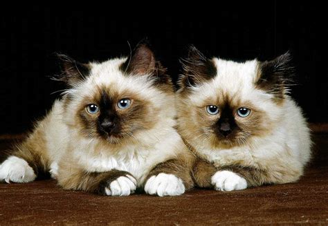 12 Fluffiest Cat Breeds That Are Purrfect For Cuddles I Discerning Cat