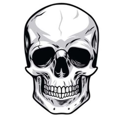 Download High Quality Skull Clipart Vector Transparent Png Images Art