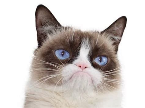 Grumpy Cat Whose Scowl Launched A Million Memes Has