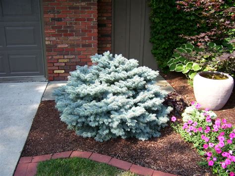 Picea Pungens Globe Blue Spruce Garden Structures Outdoor