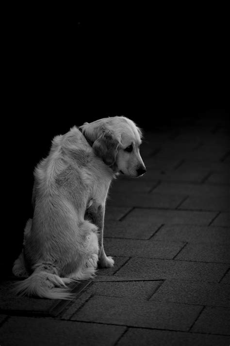 Unraveling Canine Emotions Exploring Sadness In Dogs And Unveiling The