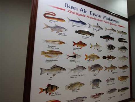 Fishing in malaysia is always diverse—there are over 300 freshwater species in the rivers and lakes of this tropical nation! Freshwater Fish Park / Aquarium Kuala Selangor