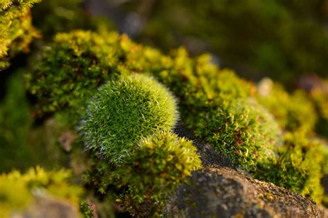 500 Amazing Moss Photos · Pexels · Free Stock Photos
