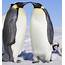 Emperor Penguin  CRITTERFACTS