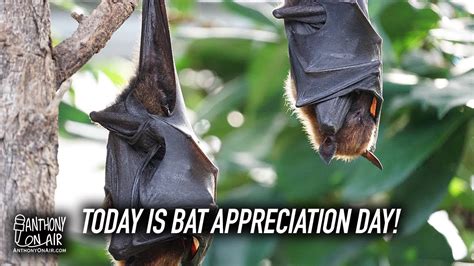 Its Bat Appreciation Day Youtube