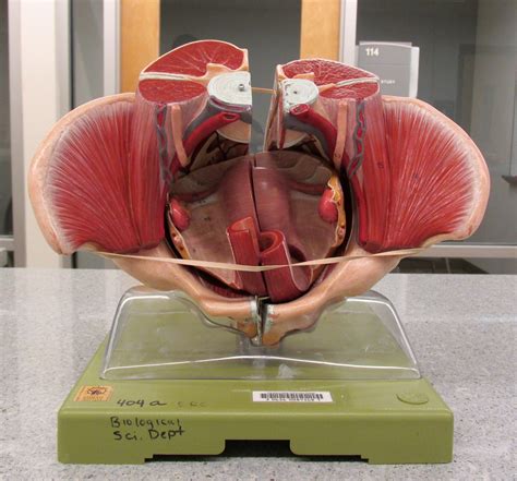 Female Reproductive Anatomy Model